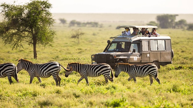 African Wildlife Tours and Safaris