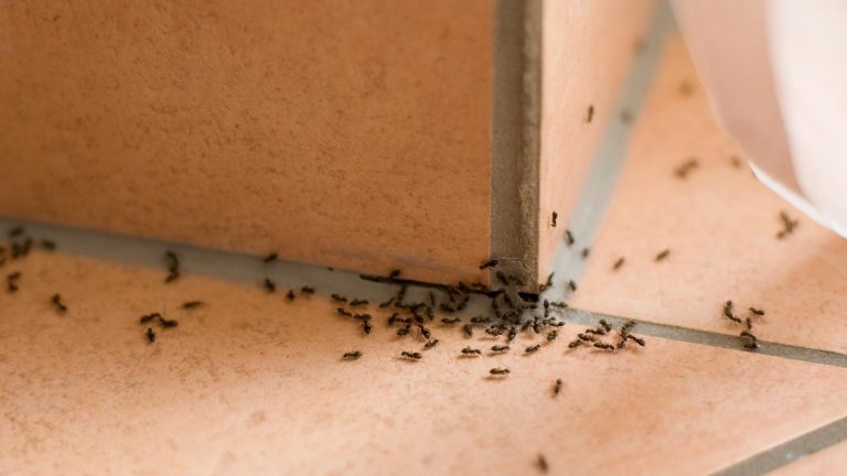 5 Ways To Get Rid of Termites in your Roof - Need Circle